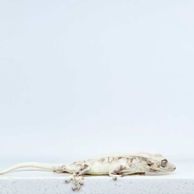 릴리화이트 솔리드백