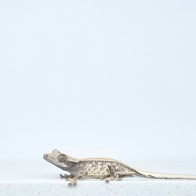 노멀 드리피 화이트스팟