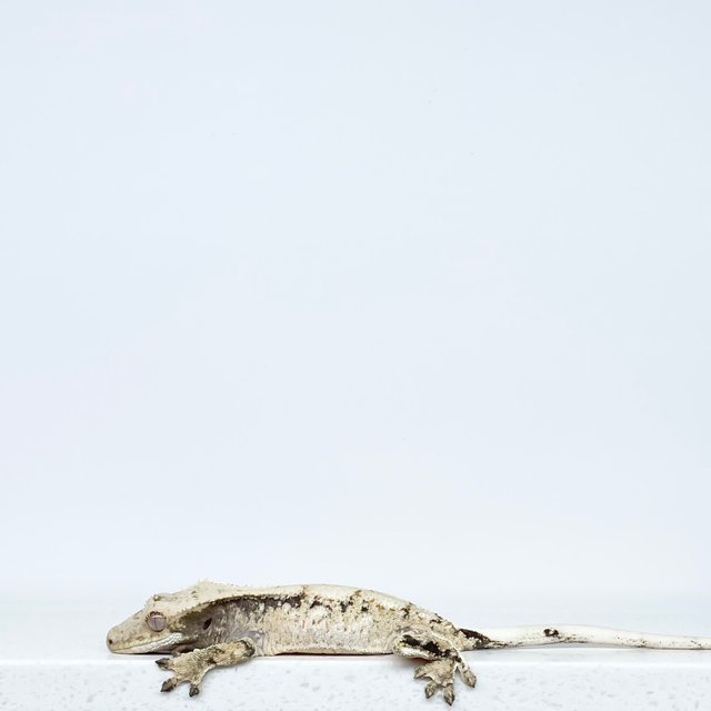 노멀 드리피 화이트스팟