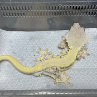 릴리화이트 솔리드백 트라이