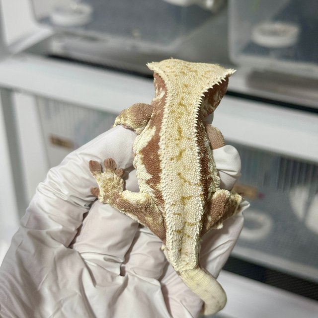 릴리화이트 레드