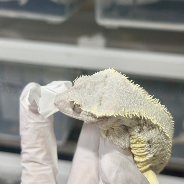 릴리화이트 솔리드백 풀핀