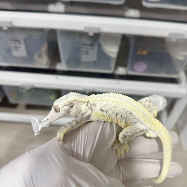 릴리화이트 솔리드백 풀핀