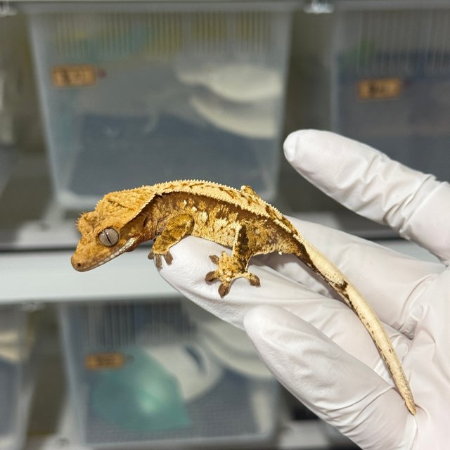 텐저린 트라이 노멀 풀핀