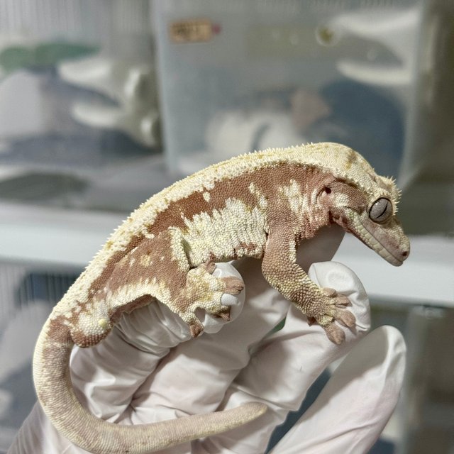 릴리화이트 레드