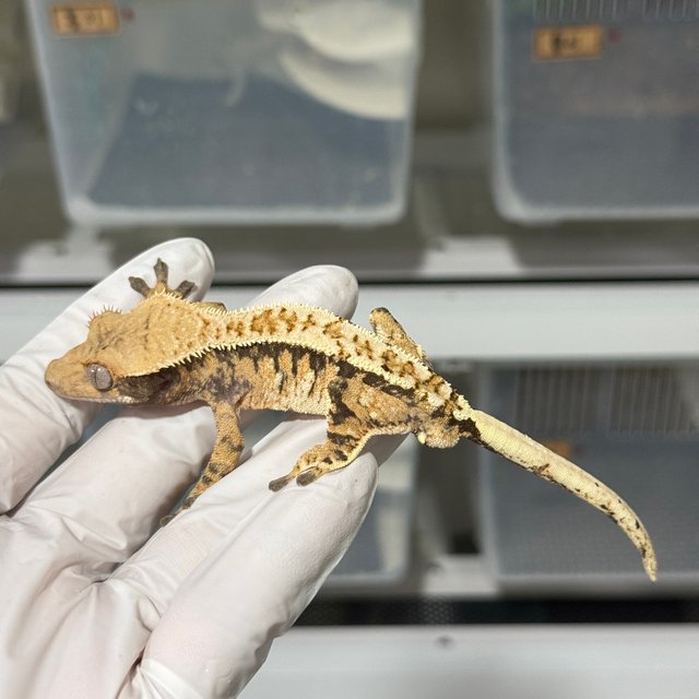 노멀 트라이 익스트림할리퀸