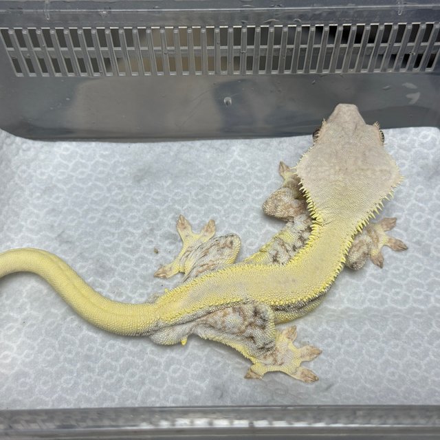 릴리화이트 솔리드백 트라이