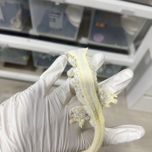 릴리화이트 솔리드백 풀핀