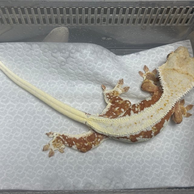 릴리화이트 레드