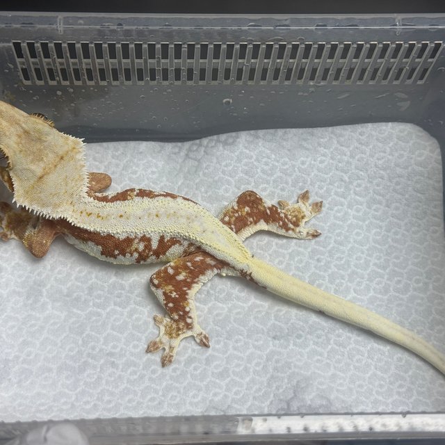 릴리화이트 레드