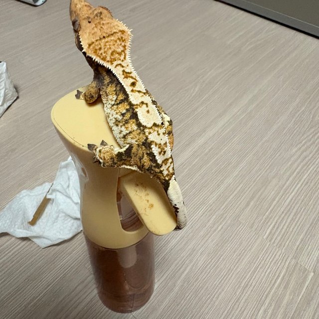 트라이 익스트림할리퀸