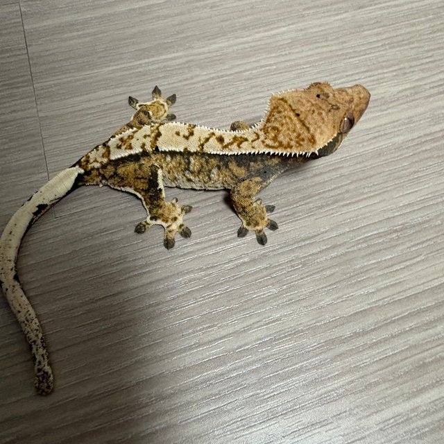 트라이 익스트림할리퀸