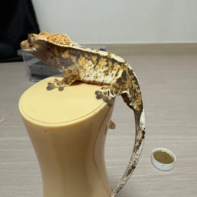 트라이 익스트림할리퀸