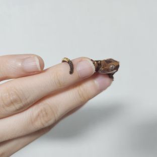 *경*님개체입니다