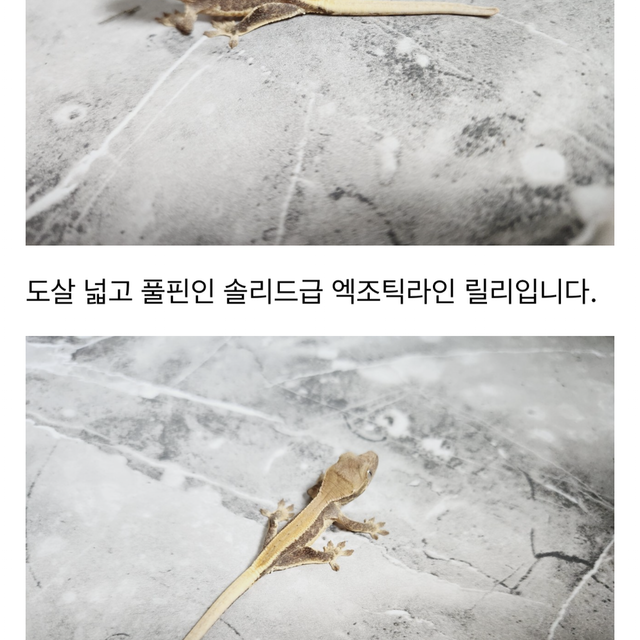 릴리화이트