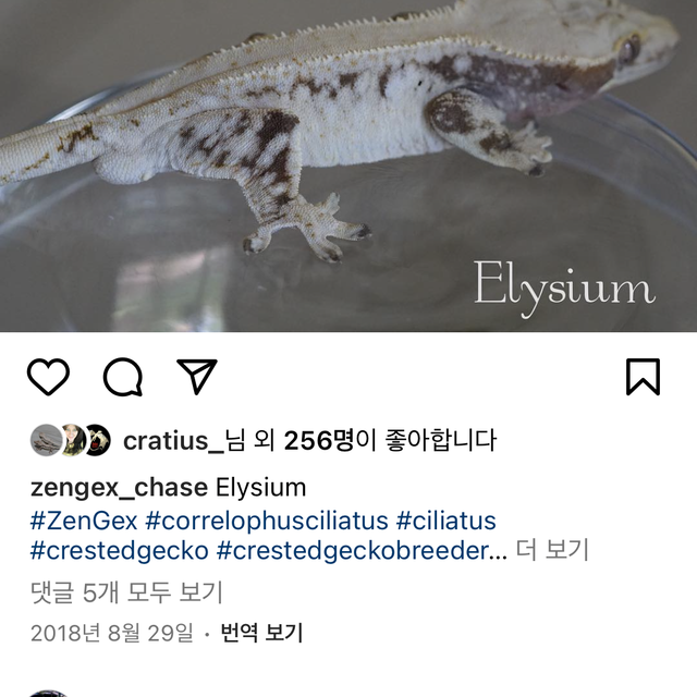 젠젝스 화이트 드리피 화이트스팟 화이트포트홀 화이트핀