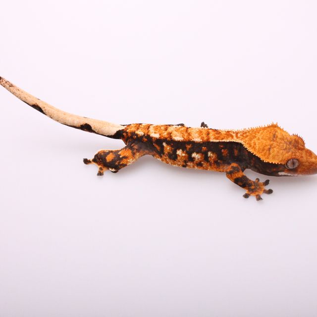 트라이 익스트림할리퀸 블랙 텐저린 RCK