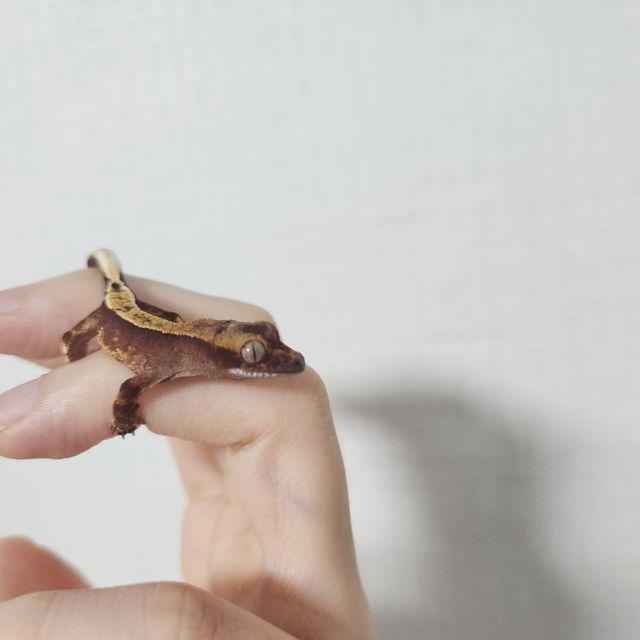 100%헷아잔틱