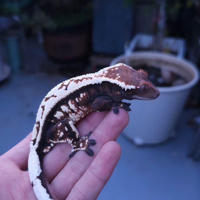 트라이 세이블