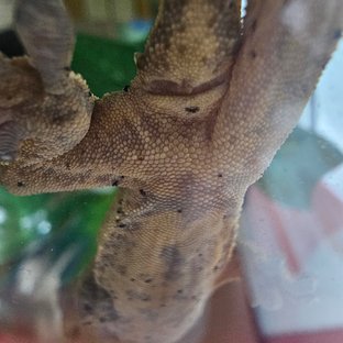 슈퍼달마시안 달마시안