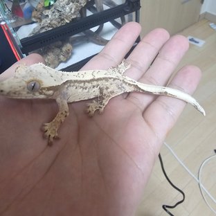 노멀 화이트스팟 화이트