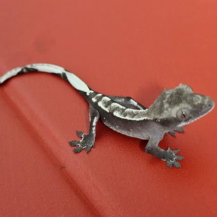 아잔틱