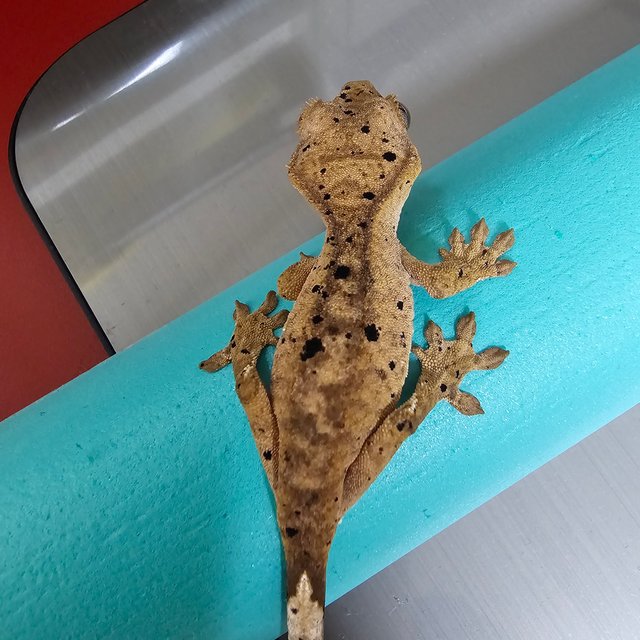 슈퍼달마시안 달마시안