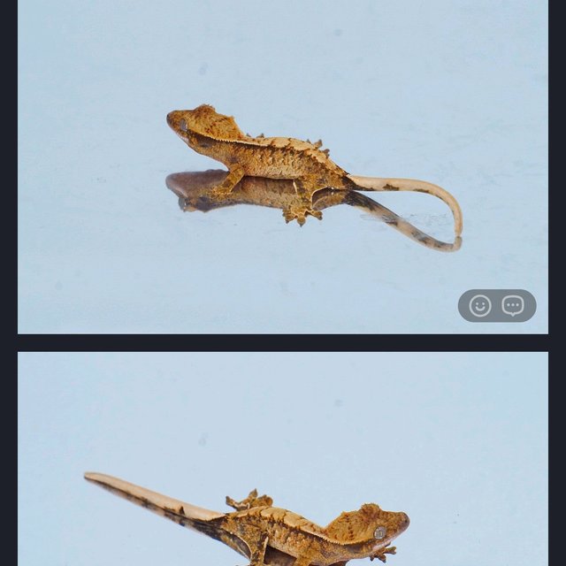 노멀 트라이 솔리드백 화이트스팟 화이트포트홀