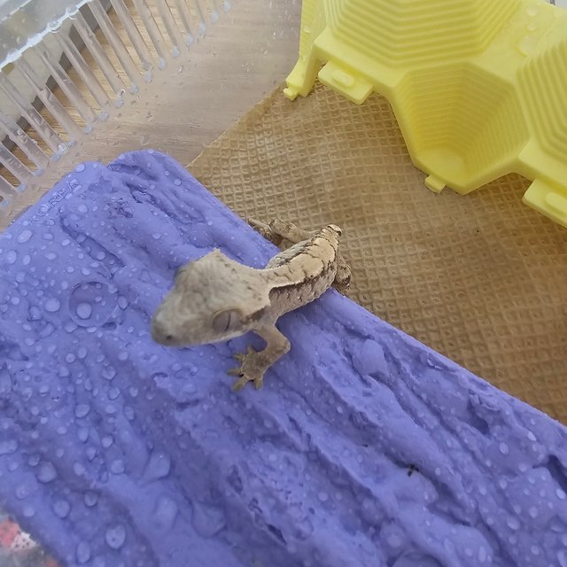 노멀 트라이 솔리드백 화이트스팟 화이트포트홀