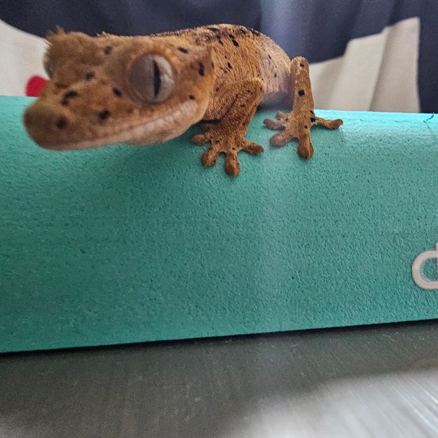 슈퍼달마시안 달마시안