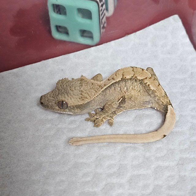 노멀 트라이 솔리드백 화이트스팟 화이트포트홀