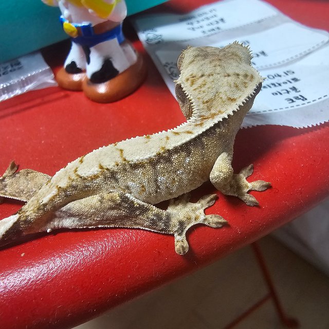 화이트포트홀 트라이