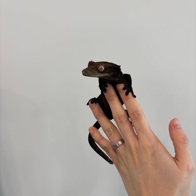 팬텀 카푸치노 다크