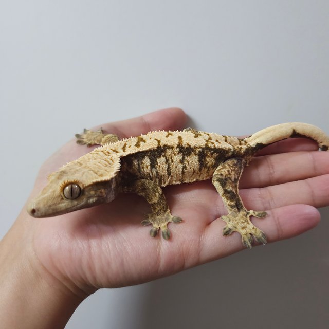 노멀 트라이 익스트림할리퀸