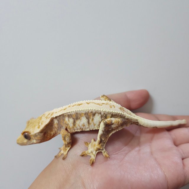 릴리화이트 트라이 익스트림할리퀸