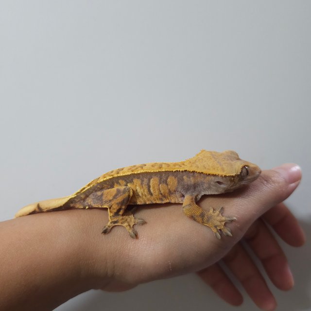 노멀 익스트림할리퀸