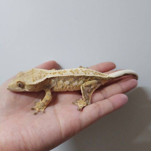 노멀 트라이 익스트림할리퀸 쿼드 화이트스팟 드리피