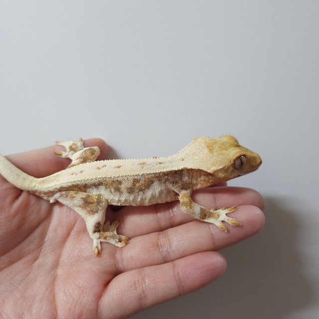 릴리화이트 트라이