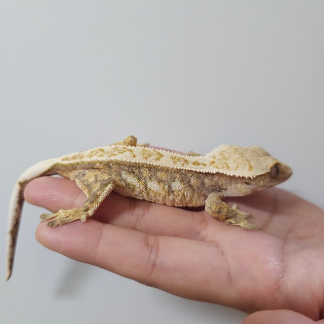 노멀 트라이 익스트림할리퀸 쿼드 화이트스팟 드리피