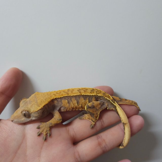 노멀 익스트림할리퀸