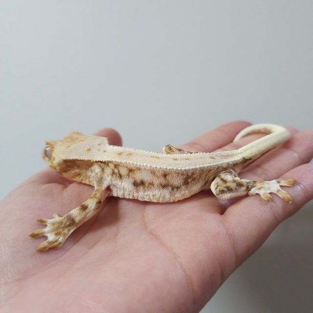 릴리화이트 쿼드