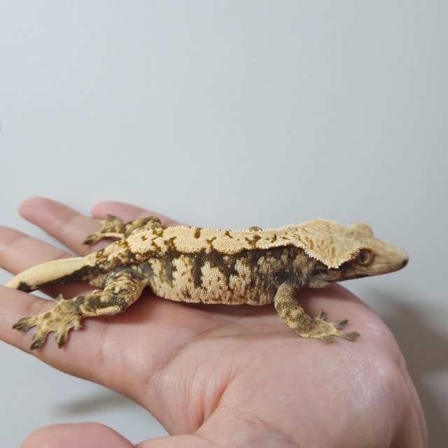 노멀 트라이 익스트림할리퀸