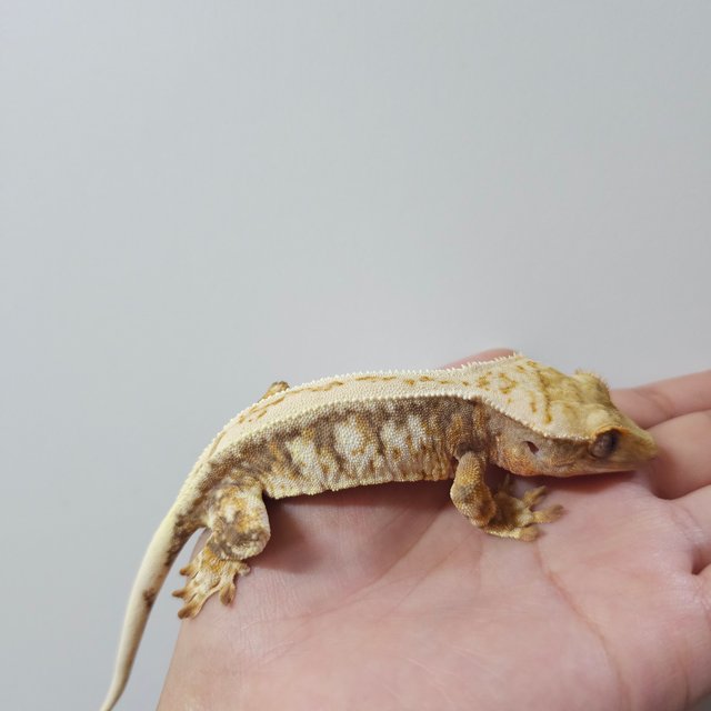 릴리화이트 트라이 익스트림할리퀸