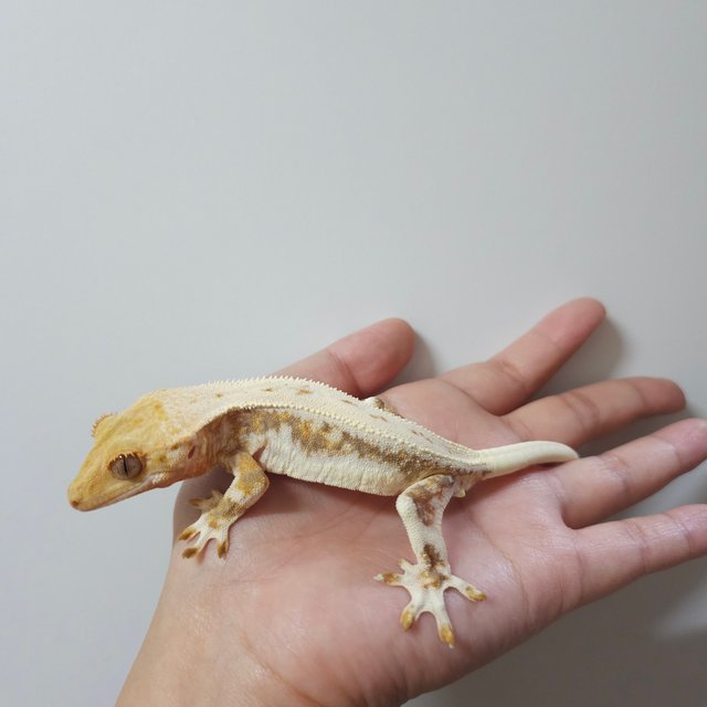 릴리화이트 트라이