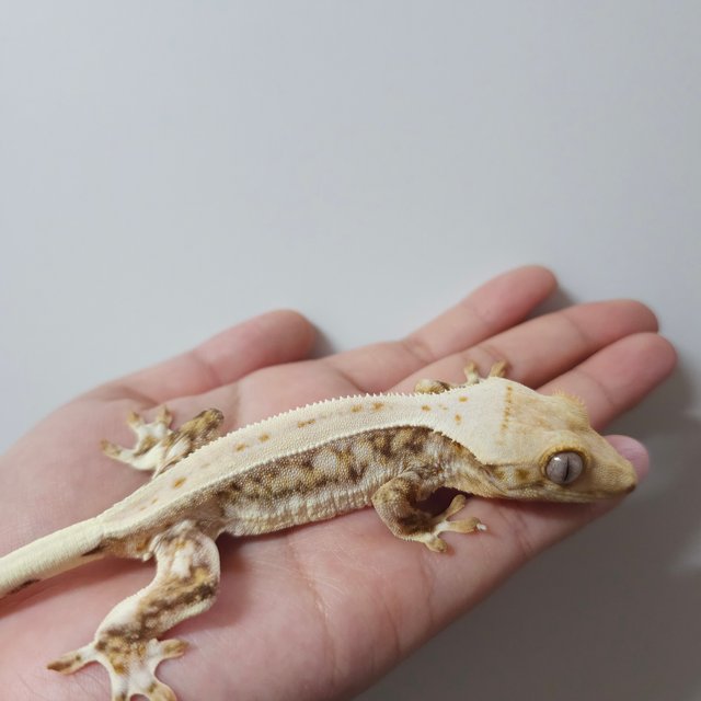 릴리화이트 쿼드