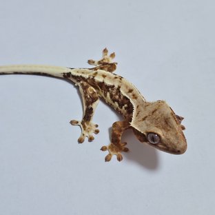 릴리화이트 트라이