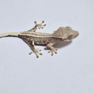 릴리화이트 크림 크림시클