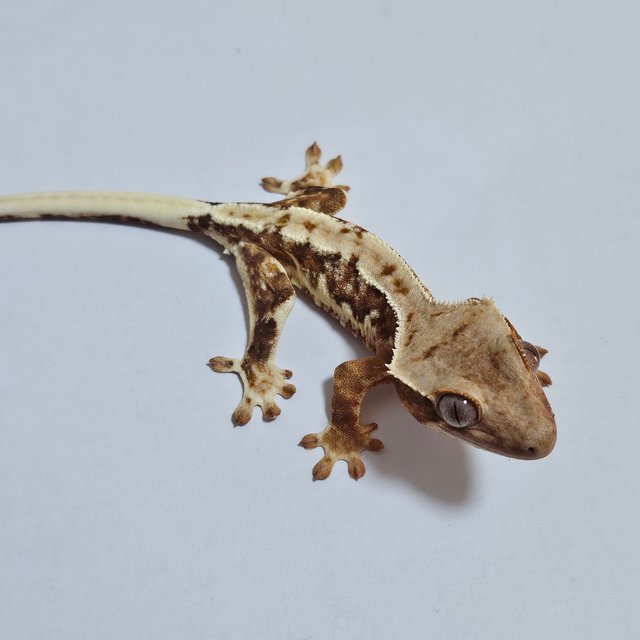 릴리화이트 트라이