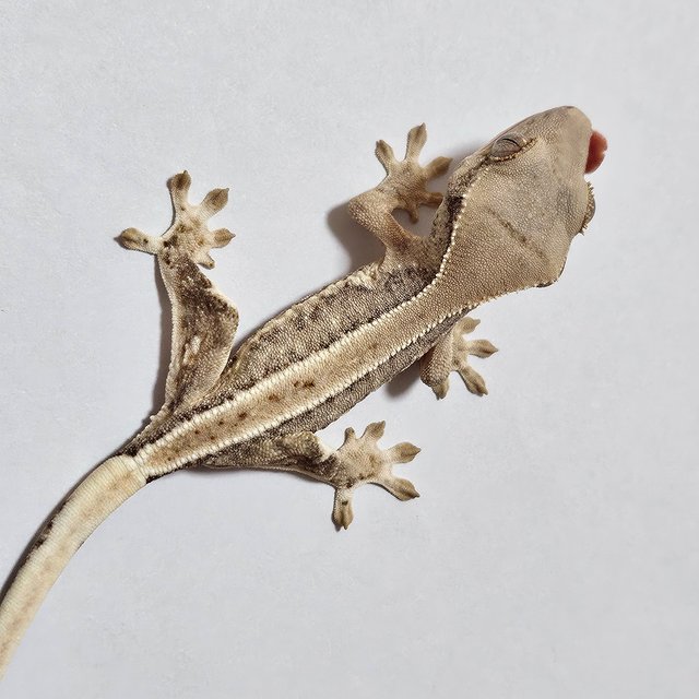 릴리화이트 크림 크림시클