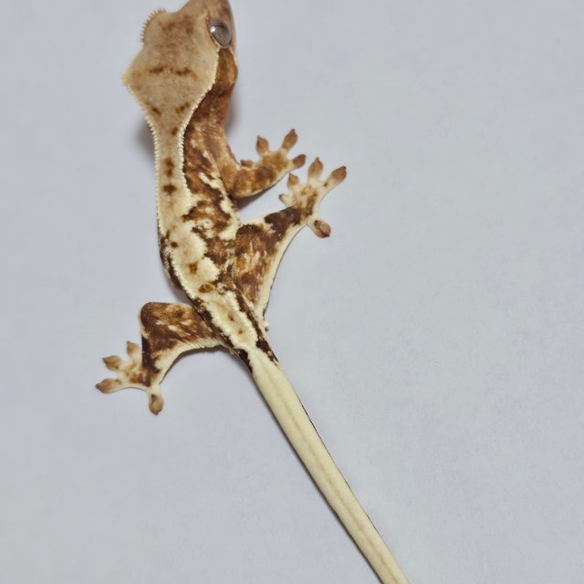 릴리화이트 트라이